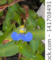 藍胡蘿蔔 141708491