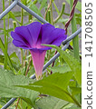 牽牛花盛開 141708505