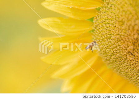 站立在向日葵花的蜂 141708580