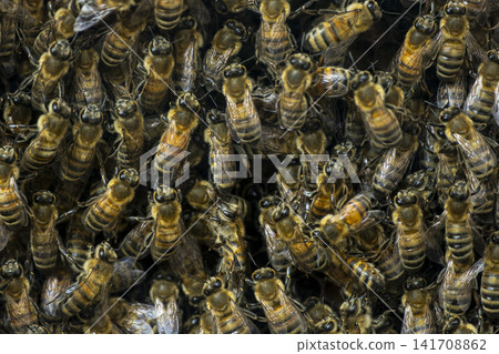 Honey Bees Working on Honeycomb Inside a Beehive. Honey Bees Working on Honeycomb Inside a Beehive. 141708862