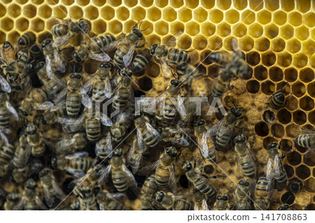 Honey Bees Working on Honeycomb Inside a Beehive. Honey Bees Working on Honeycomb Inside a Beehive. 141708863