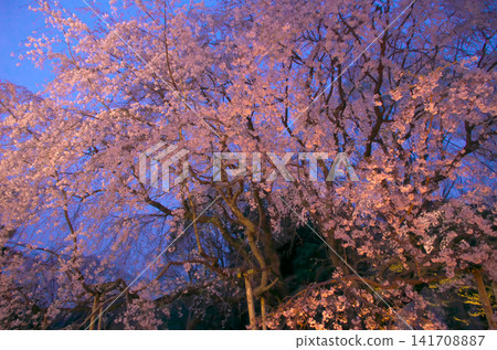 Single Cherry Tree - The weeping cherry tree at Rikugien Garden blooms beautifully under the light. Single Cherry Tree - The weeping cherry tree at Rikugien Garden blooms beautifully under the light. 141708887