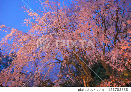 Single Cherry Tree - The weeping cherry tree at Rikugien Garden blooms beautifully under the light. Single Cherry Tree - The weeping cherry tree at Rikugien Garden blooms beautifully under the light. 141708888