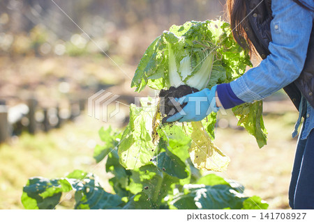 一位年輕女子正在採摘冬季蔬菜 一位年輕女子正在採摘冬季蔬菜 141708927
