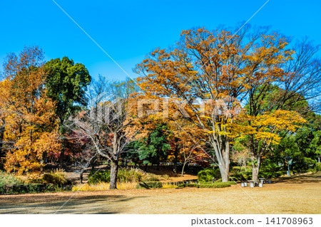 Autumn colors at Kitanomaru Park in the Imperial Palace Autumn colors at Kitanomaru Park in the Imperial Palace 141708963