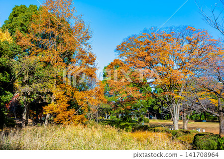 Autumn colors at Kitanomaru Park in the Imperial Palace Autumn colors at Kitanomaru Park in the Imperial Palace 141708964