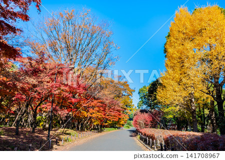 Autumn colors at Kitanomaru Park in the Imperial Palace Autumn colors at Kitanomaru Park in the Imperial Palace 141708967