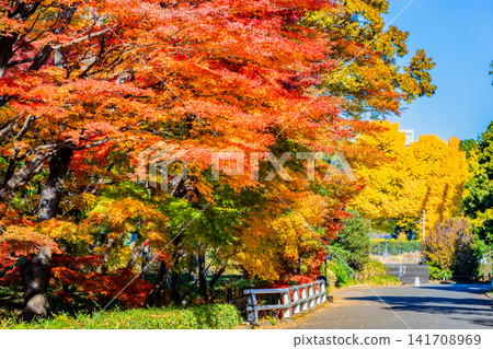 Autumn colors at Kitanomaru Park in the Imperial Palace Autumn colors at Kitanomaru Park in the Imperial Palace 141708969