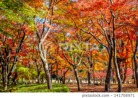 皇宮北之丸公園的秋色 皇宮北之丸公園的秋色 141708971