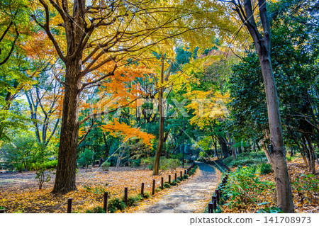 Autumn colors at Kitanomaru Park in the Imperial Palace Autumn colors at Kitanomaru Park in the Imperial Palace 141708973