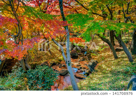 Autumn colors at Kitanomaru Park in the Imperial Palace Autumn colors at Kitanomaru Park in the Imperial Palace 141708976