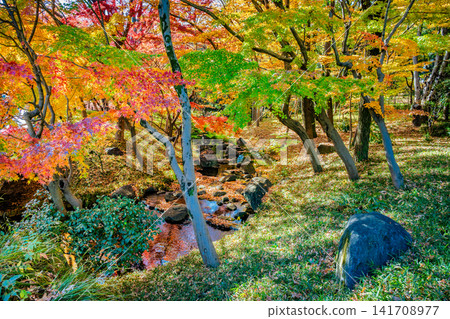 Autumn colors at Kitanomaru Park in the Imperial Palace Autumn colors at Kitanomaru Park in the Imperial Palace 141708977