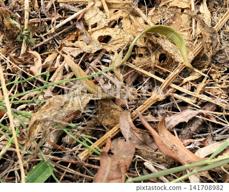 Grasshopper blending in with fallen leaves Grasshopper blending in with fallen leaves 141708982