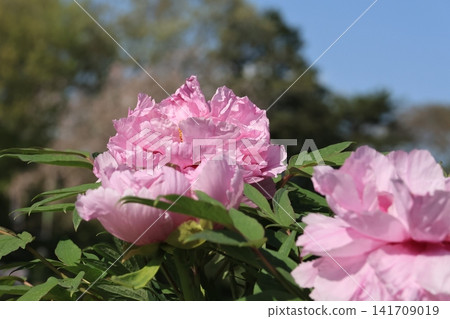 牡丹園裡的牡丹花 牡丹園裡的牡丹花 141709019