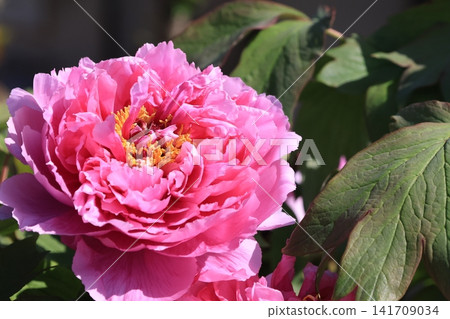 Peony flowers in the peony garden Peony flowers in the peony garden 141709034
