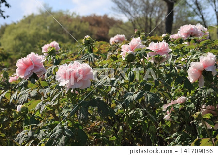 Peony flowers in the peony garden Peony flowers in the peony garden 141709036