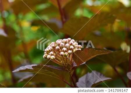 Spirea buds Spirea buds 141709147
