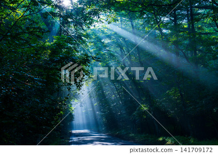 在山中湖村霧氣瀰漫的清晨,陽光透過樹木灑在道路上。 在山中湖村霧氣瀰漫的清晨,陽光透過樹木灑在道路上。 141709172
