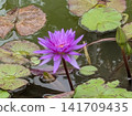 Lotus 141709435