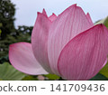 Lotus 141709436