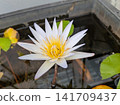 Lotus 141709437