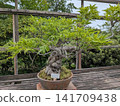 A bonsai 141709438