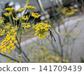 Kakefu 141709439