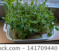 Soybean 141709440