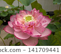 Lotus 141709441