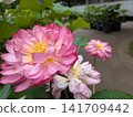 Lotus 141709442