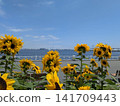 sunflower	 141709443
