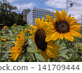 Sunflower 141709444