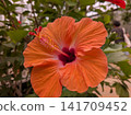Hibiscus 141709452