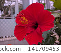 Hibiscus 141709453