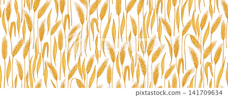 Golden wheat ear background seamless pattern cereal grain spikelet stalk endless wrapper backdrop 141709634