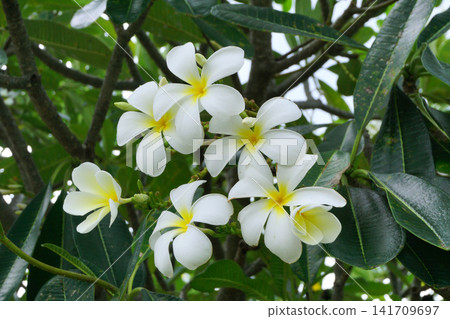 frangipani flowers, white plumeria tropical spa flower frangipani flowers, white plumeria tropical spa flower 141709697