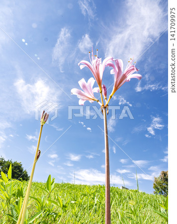 A lovely pink miracle, reaching proudly towards the blue sky. A lovely pink miracle, reaching proudly towards the blue sky. 141709975