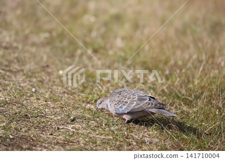 A turtle dove foraging while walking in a grassy field. A turtle dove foraging while walking in a grassy field. 141710004