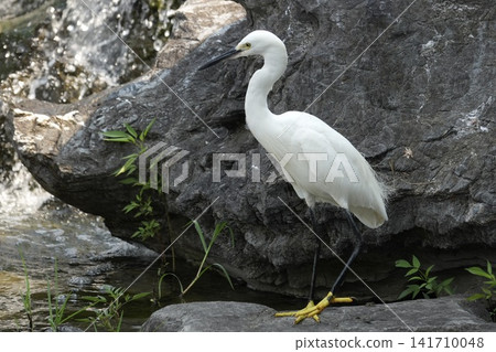 A little egret stands by the waterfall; a natural summer scene by the water. 141710048