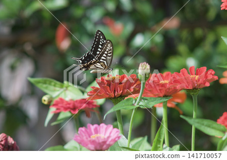 Close-up of a papilio machaon butterfly over a red flower in daylight. Close-up of a papilio machaon butterfly over a red flower in daylight. 141710057