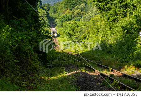 清晨,一列開往旭川的當地列車會經過富良野線上的美包牛和美瑛之間的森林地區。 清晨,一列開往旭川的當地列車會經過富良野線上的美包牛和美瑛之間的森林地區。 141710355