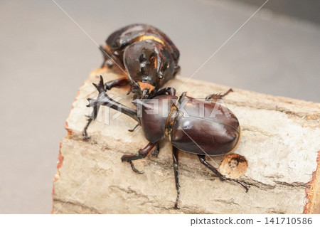 Japanese rhinoceros beetles. A Neptune beetle is in the background. Japanese rhinoceros beetles. A Neptune beetle is in the background. 141710586
