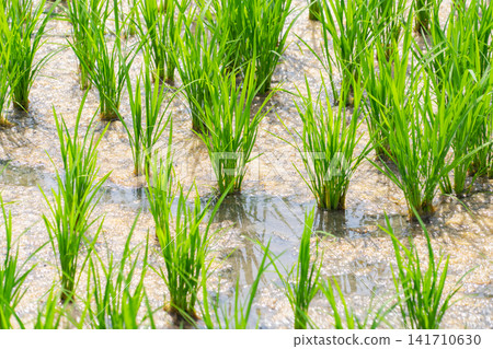 Young rice seedlings neatly planted in a paddy field. Young rice seedlings neatly planted in a paddy field. 141710630