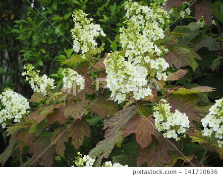 Kashiwaba hydrangea Kashiwaba hydrangea 141710636