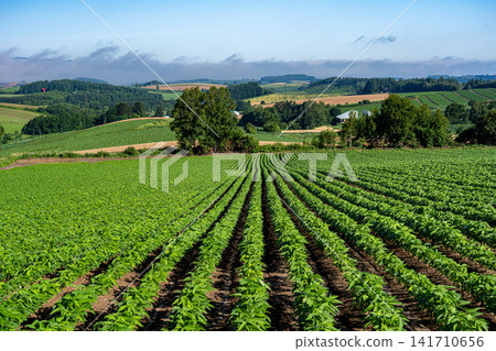 A rural landscape viewed from San'ai Hill in Biei Town on a summer morning. A rural landscape viewed from San'ai Hill in Biei Town on a summer morning. 141710656