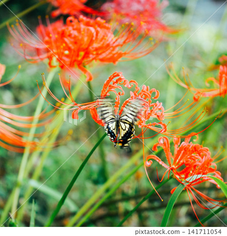 Spider lilies in full bloom and a swallowtail butterfly in flight. Spider lilies in full bloom and a swallowtail butterfly in flight. 141711054