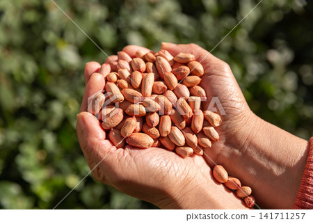 person holding raw peanut kernels in hands outdoors person holding raw peanut kernels in hands outdoors 141711257