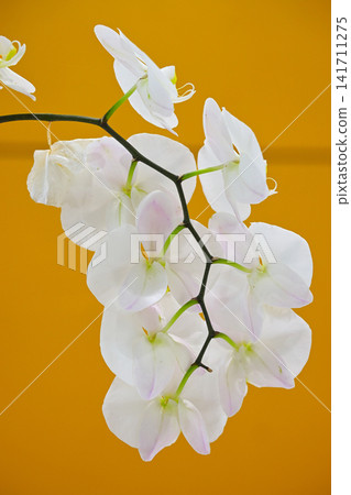Phalaenopsis orchid mushroom Phalaenopsis orchid mushroom 141711275