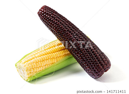 yellow sweet corn and black waxy corn cobs isolated on white background 141711411
