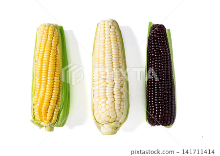 yellow sweet corn and black waxy corn cobs isolated on white background yellow sweet corn and black waxy corn cobs isolated on white background 141711414